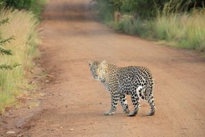 Read more about the article Jhalana Leopard Reserve | Jaipur Tourist Place | Jaipur Places to visit