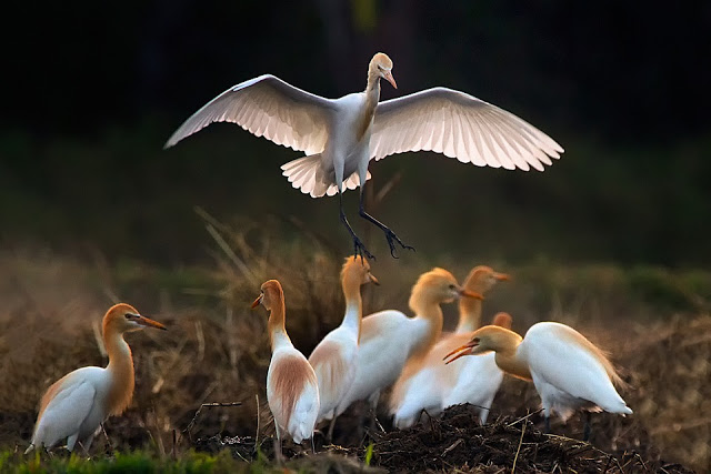 Keoladeo National Park | Bharatpur Bird Sanctuary | Keoldeo Travel Guide