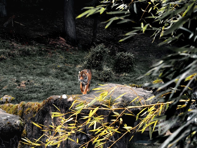 Rajaji National Park 2021 | Rajaji Tiger Reserve | Timings | Entry Fee