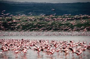 Read more about the article चिल्का झील 2022 | Chilika Lake In Hindi | Chilika lake Bird Sanctuary 2022