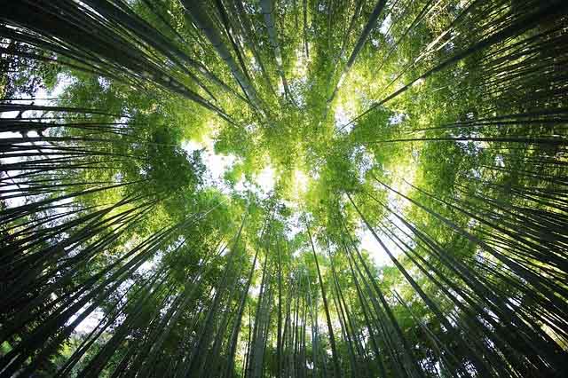 bamboo_forest_kanha_national_park