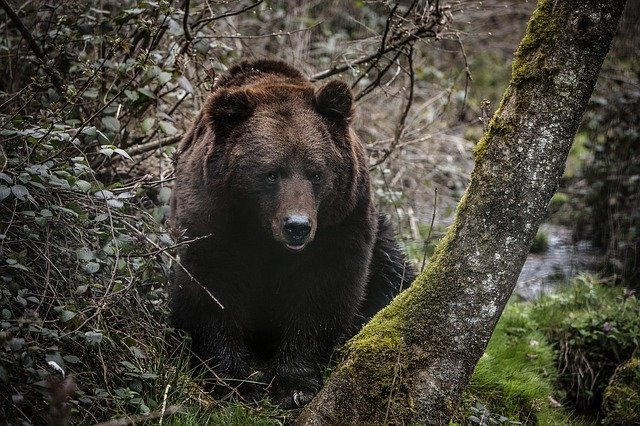 black_bear_kanha_ national_park