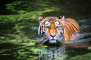 Read more about the article जिम कॉर्बेट नेशनल पार्क 2022 | Jim Corbett National Park 2022 In Hindi