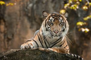 Kanha National Park 2022 | Kanha Tiger Reserve | Jeep Safari | Entry Fee