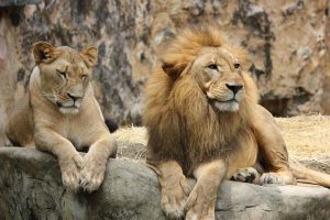 Read more about the article गिर राष्ट्रीय उद्यान 2022 | Gir National Park 2022 in Hindi