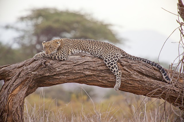 leopard_gir_national_park