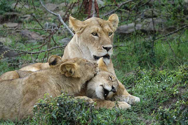 lion_family_gir_national_park