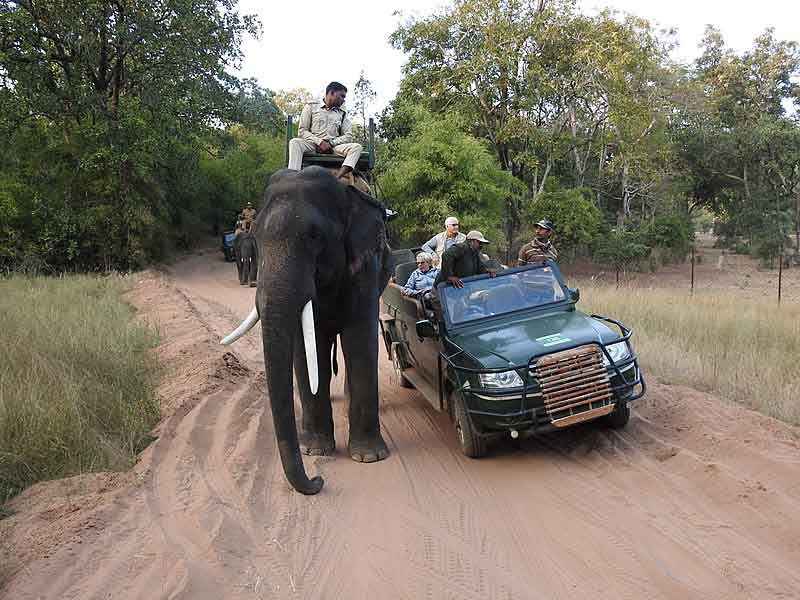 elephant_safari_bandhavgarh_national_park