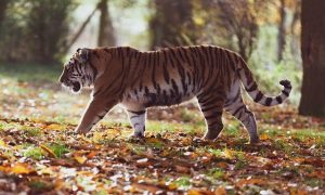 Read more about the article Bandhavgarh National Park 2022 | Bandhavgarh Tiger Reserve 2022