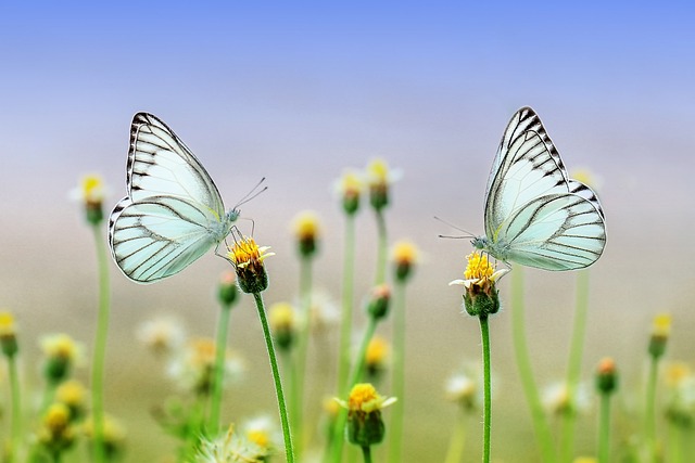 Butterflies in Valley of Flowers | Ref Image